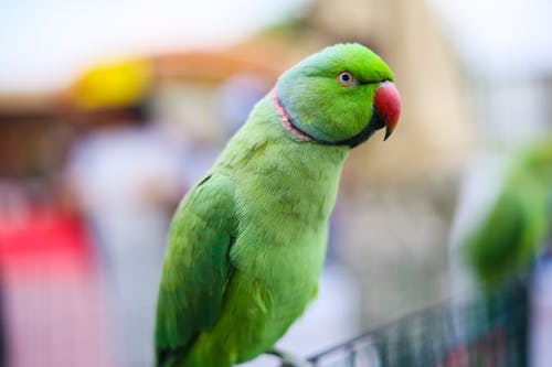 Green Indian Ringneck